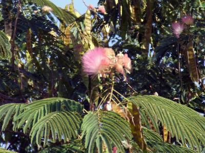 Прикрепленное изображение: DSCF7984.jpg